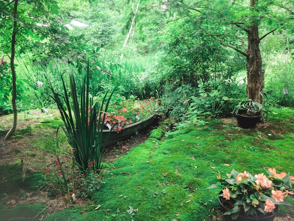 Jardin verdoyant entretenu